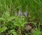 �������� ������������� (Veronica officinalis)
