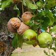 �������� (������������ �������� �����, Monilinia fructigena)